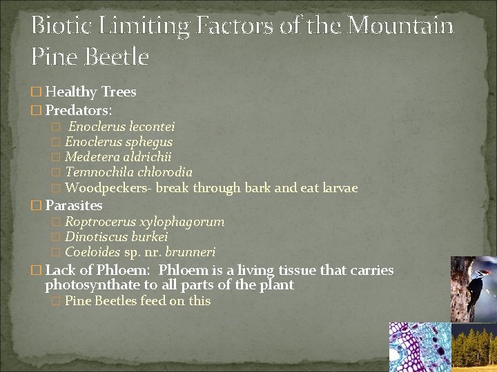 Biotic Limiting Factors of the Mountain Pine Beetle � Healthy Trees � Predators: �