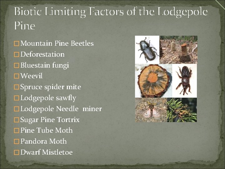 Biotic Limiting Factors of the Lodgepole Pine �Mountain Pine Beetles �Deforestation �Bluestain fungi �Weevil