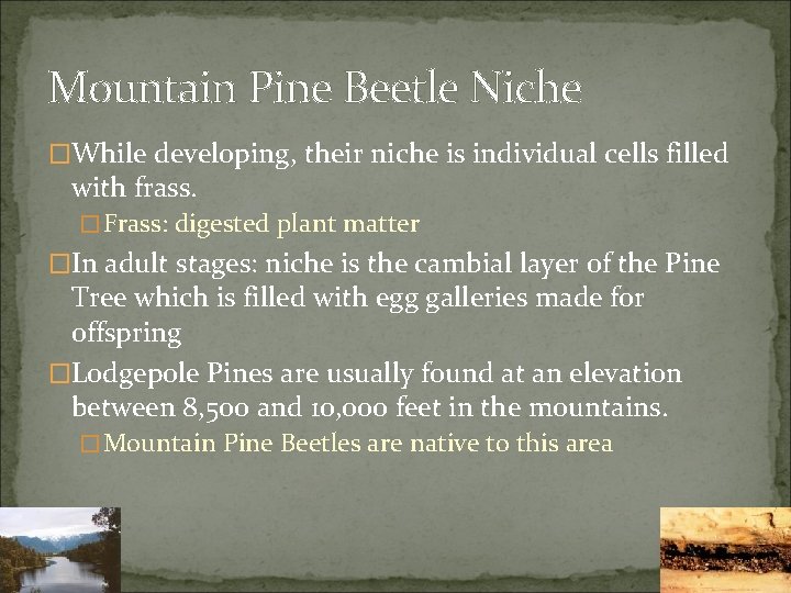 Mountain Pine Beetle Life Cycle During the months