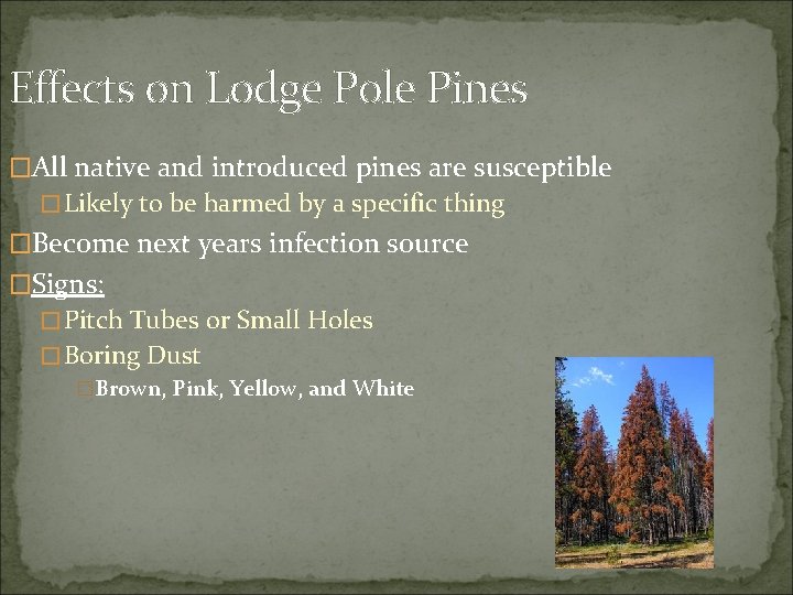 Effects on Lodge Pole Pines �All native and introduced pines are susceptible �Likely to