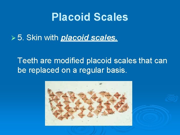 Placoid Scales Ø 5. Skin with placoid scales. Teeth are modified placoid scales that