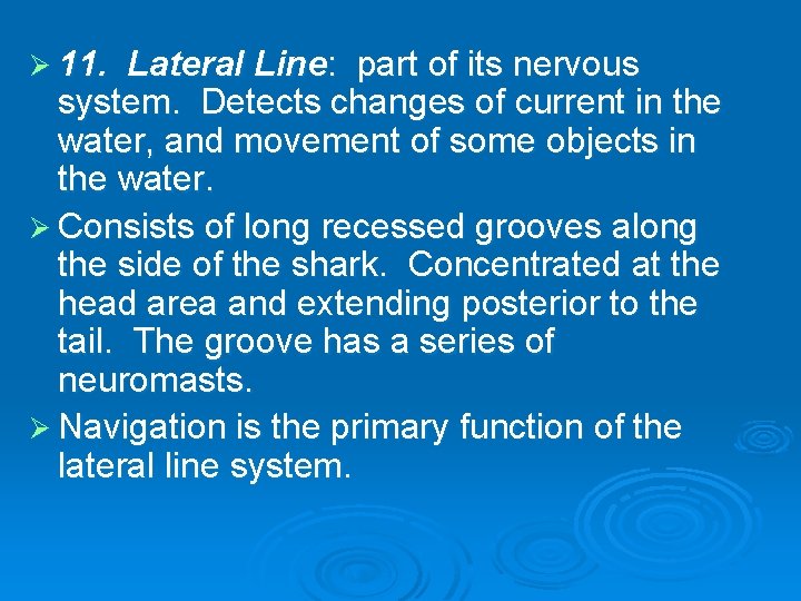 Ø 11. Lateral Line: part of its nervous system. Detects changes of current in