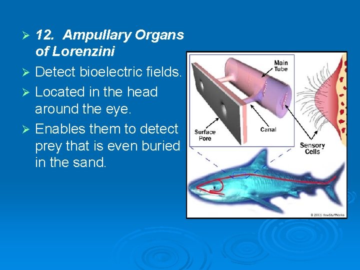 12. Ampullary Organs of Lorenzini Ø Detect bioelectric fields. Ø Located in the head