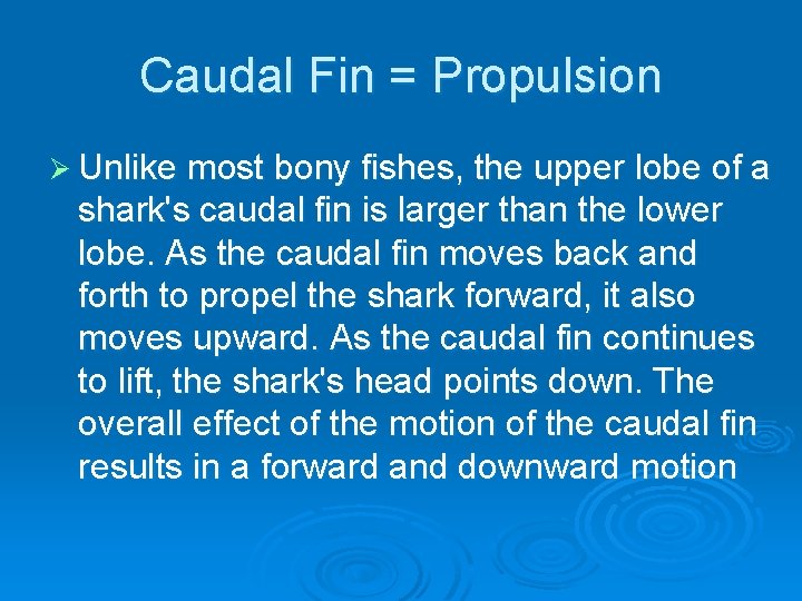 Caudal Fin = Propulsion Ø Unlike most bony fishes, the upper lobe of a