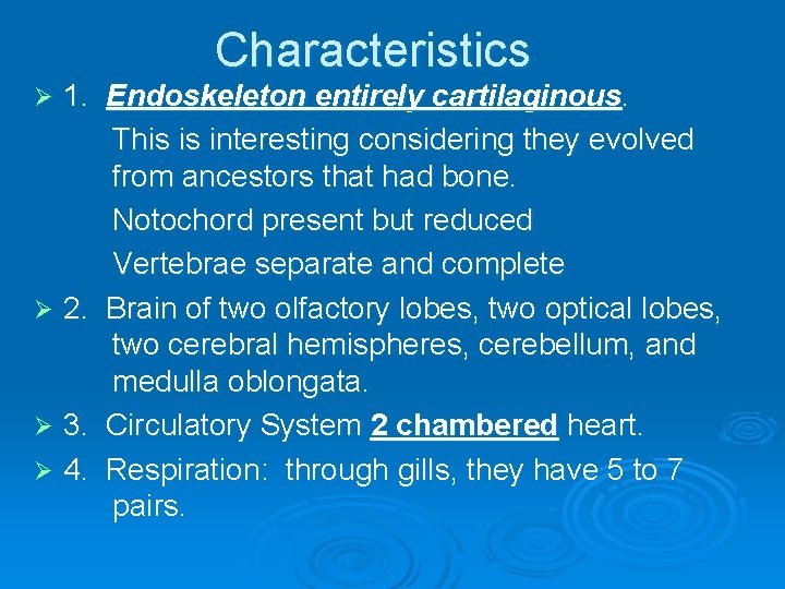 Characteristics 1. Endoskeleton entirely cartilaginous. This is interesting considering they evolved from ancestors that