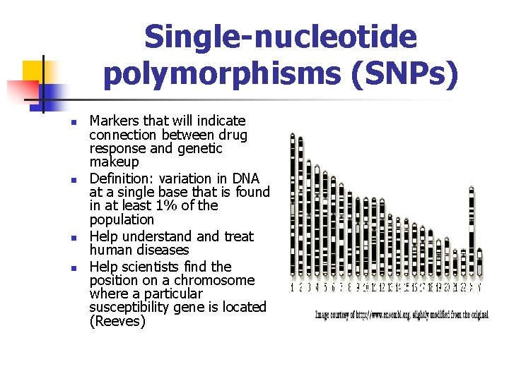 Single-nucleotide polymorphisms (SNPs) n n Markers that will indicate connection between drug response and