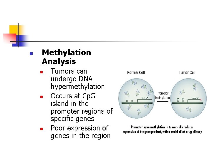 n Methylation Analysis n n n Tumors can undergo DNA hypermethylation Occurs at Cp.