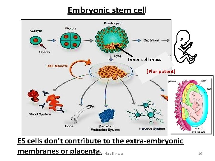 Embryonic stem cell Inner cell mass (Pluripotent) ES cells don’t contribute to the extra-embryonic Embryonic stem cell Inner cell mass (Pluripotent) ES cells don’t contribute to the extra-embryonic