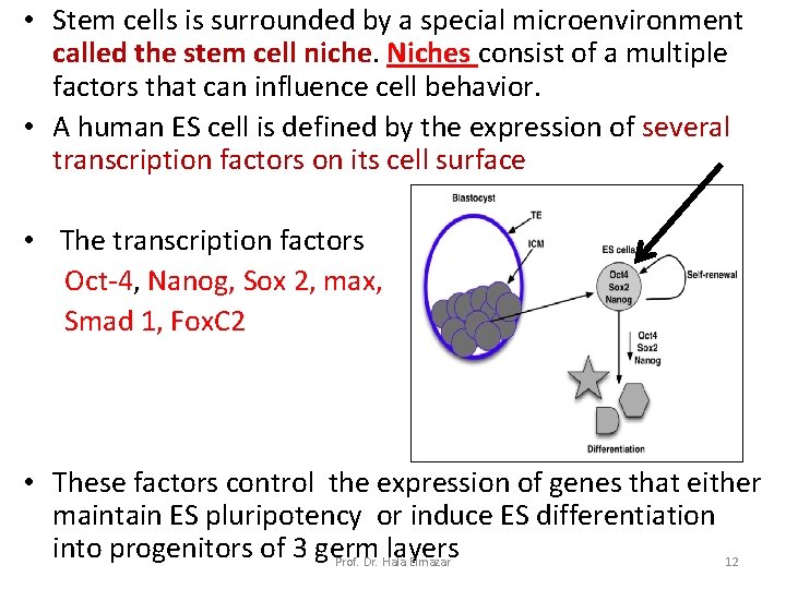  • Stem cells is surrounded by a special microenvironment called the stem cell