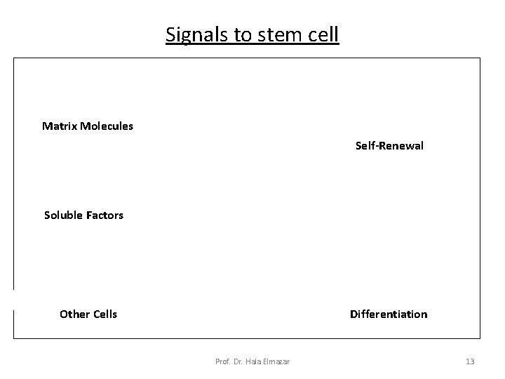 Signals to stem cell Matrix Molecules Self-Renewal Soluble Factors Other Cells Differentiation Prof. Dr. Signals to stem cell Matrix Molecules Self-Renewal Soluble Factors Other Cells Differentiation Prof. Dr.