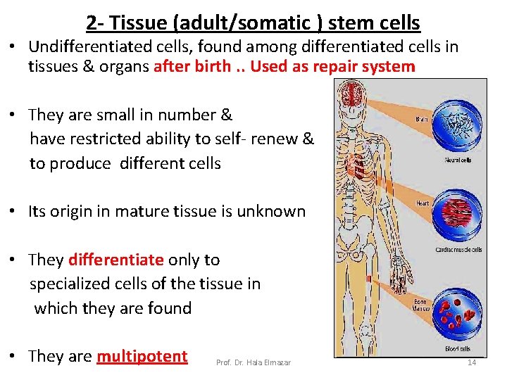 2 - Tissue (adult/somatic ) stem cells • Undifferentiated cells, found among differentiated cells