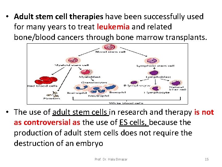 • Adult stem cell therapies have been successfully used for many years to • Adult stem cell therapies have been successfully used for many years to