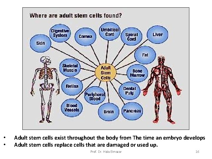  • • Adult stem cells exist throughout the body from The time an