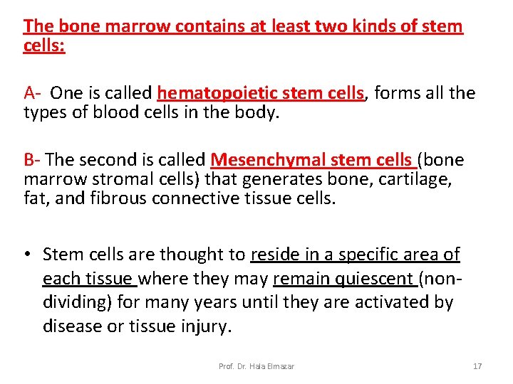 The bone marrow contains at least two kinds of stem cells: A- One is The bone marrow contains at least two kinds of stem cells: A- One is