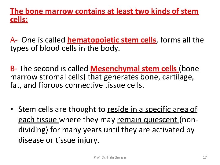 The bone marrow contains at least two kinds of stem cells: A- One is