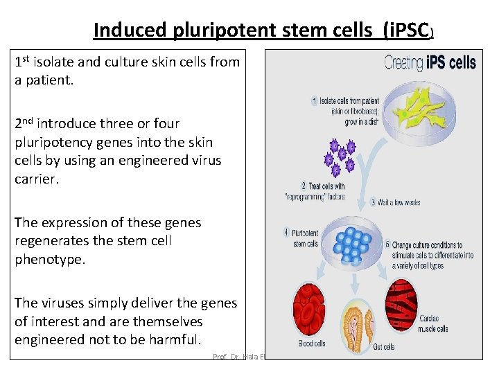 Induced pluripotent stem cells (i. PSC) 1 st isolate and culture skin cells from