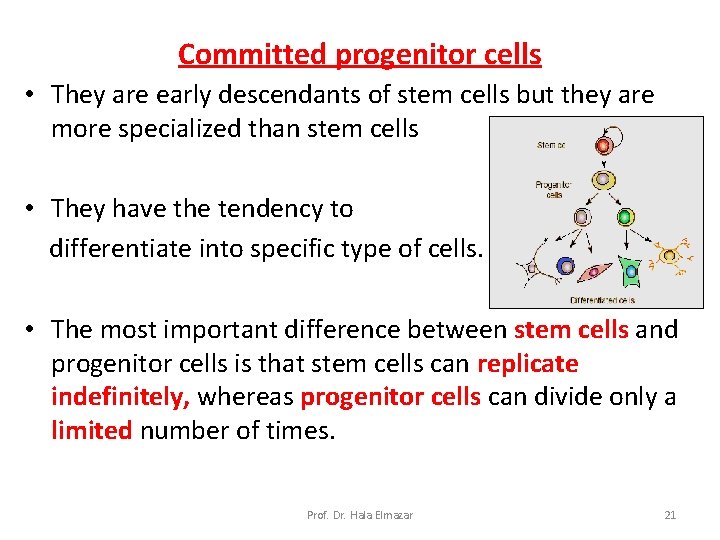 Committed progenitor cells • They are early descendants of stem cells but they are