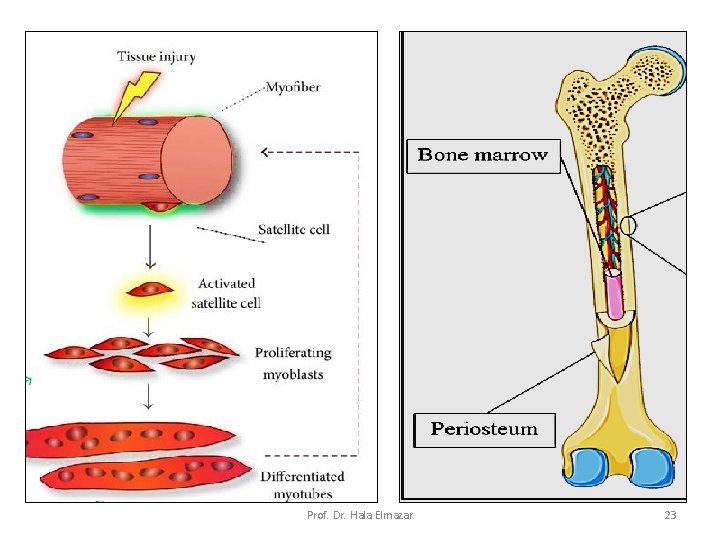 Prof. Dr. Hala Elmazar 23 