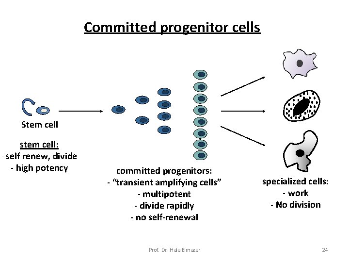 Committed progenitor cells Stem cell stem cell: - self renew, divide - high potency
