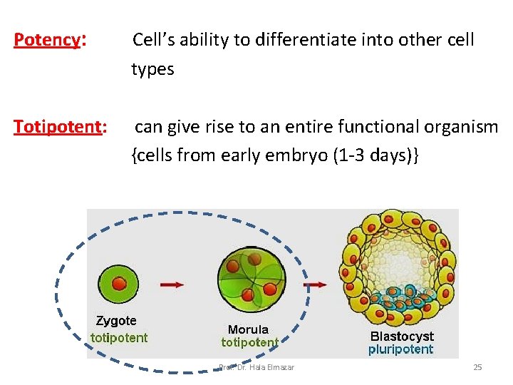 Potency: Cell’s ability to differentiate into other cell types Totipotent: can give rise to