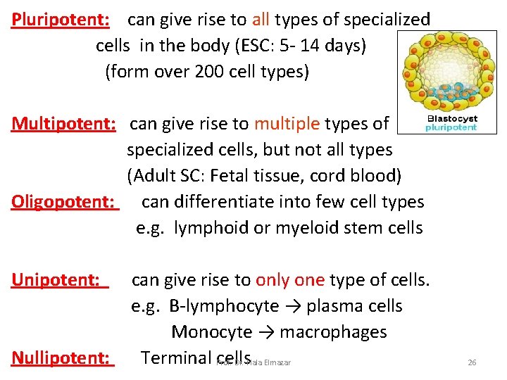 Pluripotent: can give rise to all types of specialized cells in the body (ESC: Pluripotent: can give rise to all types of specialized cells in the body (ESC: