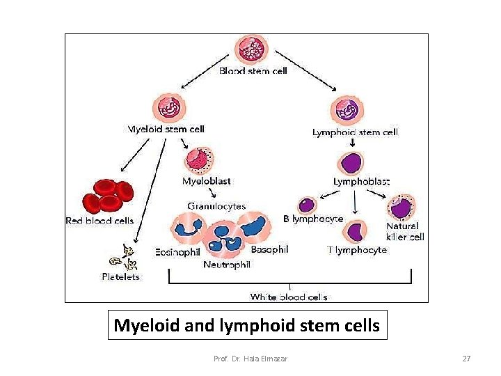 Myeloid and lymphoid stem cells Prof. Dr. Hala Elmazar 27 Myeloid and lymphoid stem cells Prof. Dr. Hala Elmazar 27