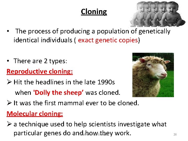 Cloning • The process of producing a population of genetically identical individuals ( exact