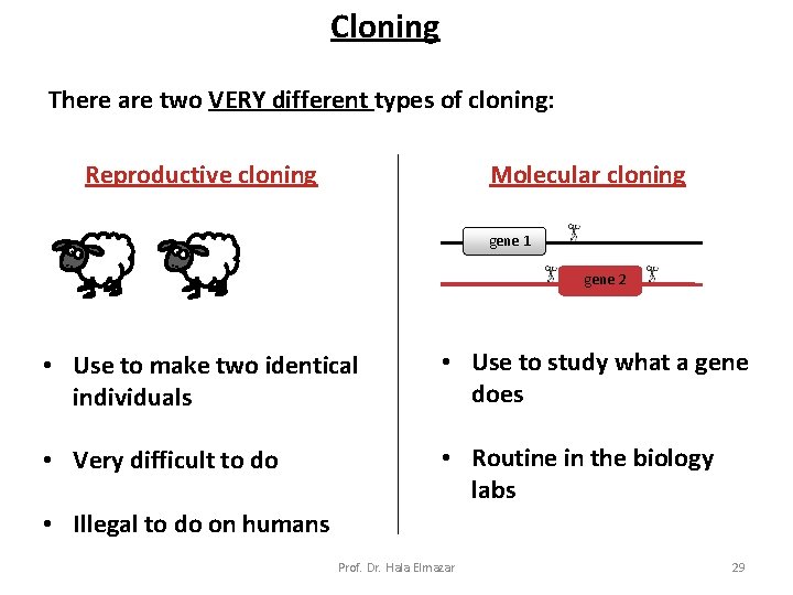 Cloning There are two VERY different types of cloning: Reproductive cloning Molecular cloning gene Cloning There are two VERY different types of cloning: Reproductive cloning Molecular cloning gene