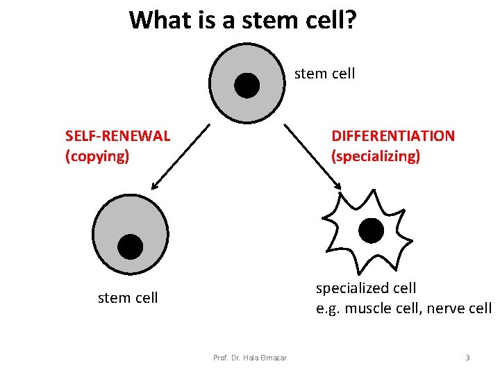 What is a stem cell? stem cell SELF-RENEWAL (copying) DIFFERENTIATION (specializing) specialized cell e. What is a stem cell? stem cell SELF-RENEWAL (copying) DIFFERENTIATION (specializing) specialized cell e.