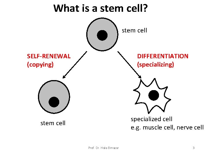 What is a stem cell? stem cell SELF-RENEWAL (copying) DIFFERENTIATION (specializing) specialized cell e.