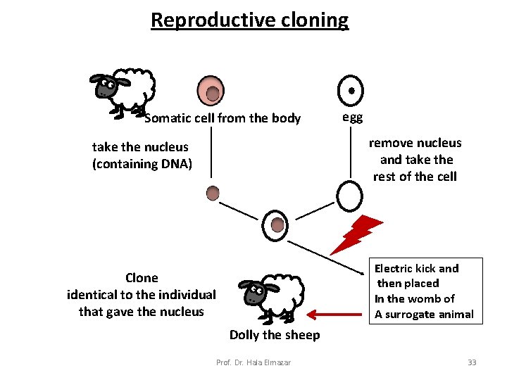Reproductive cloning Somatic cell from the body egg remove nucleus and take the rest