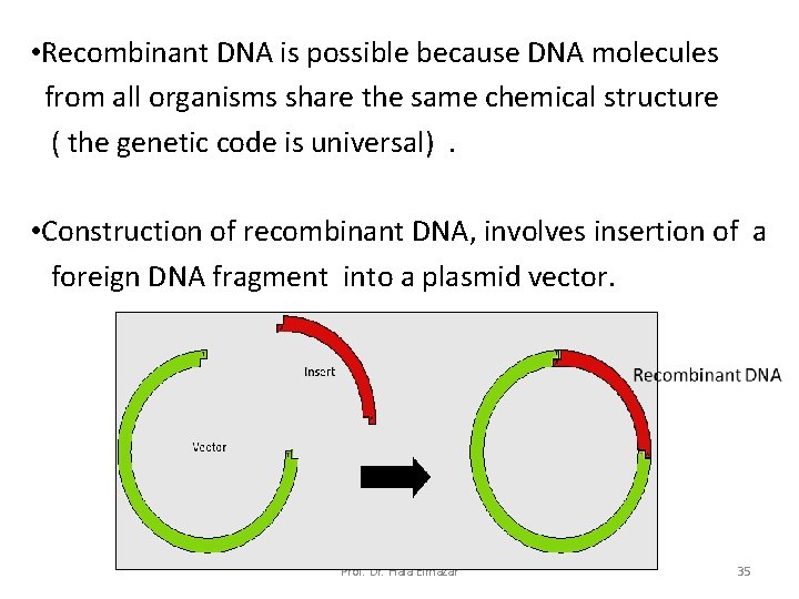 • Recombinant DNA is possible because DNA molecules from all organisms share the • Recombinant DNA is possible because DNA molecules from all organisms share the