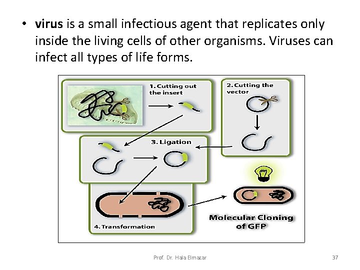  • virus is a small infectious agent that replicates only inside the living