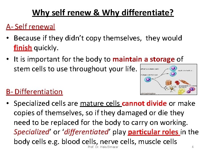 Why self renew & Why differentiate? A- Self renewal • Because if they didn’t