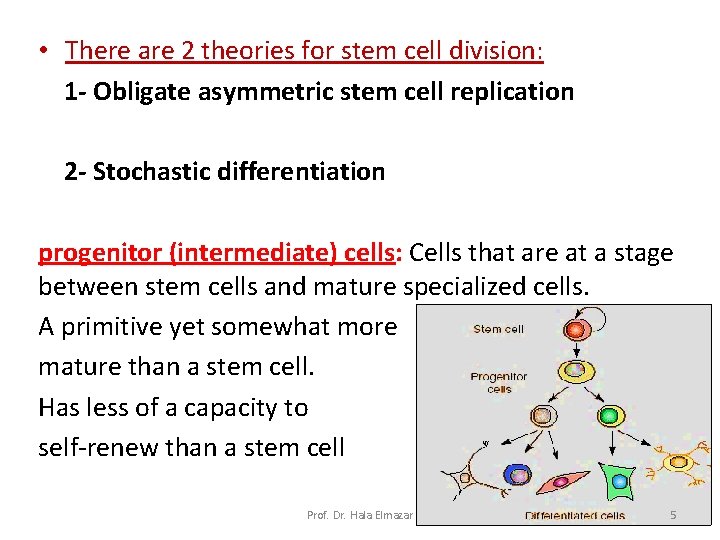  • There are 2 theories for stem cell division: 1 - Obligate asymmetric