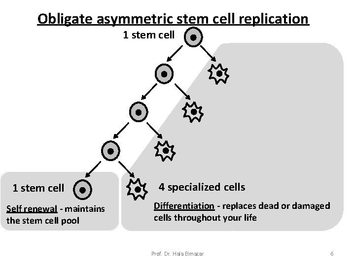 Obligate asymmetric stem cell replication 1 stem cell Self renewal - maintains the stem