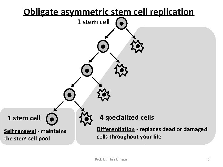 Obligate asymmetric stem cell replication 1 stem cell Self renewal - maintains the stem Obligate asymmetric stem cell replication 1 stem cell Self renewal - maintains the stem