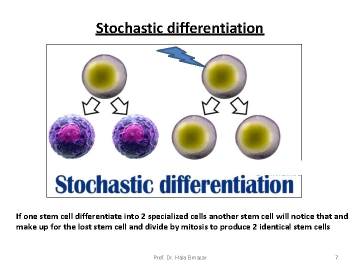 Stochastic differentiation If one stem cell differentiate into 2 specialized cells another stem cell