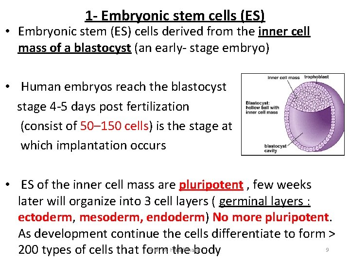 1 - Embryonic stem cells (ES) • Embryonic stem (ES) cells derived from the
