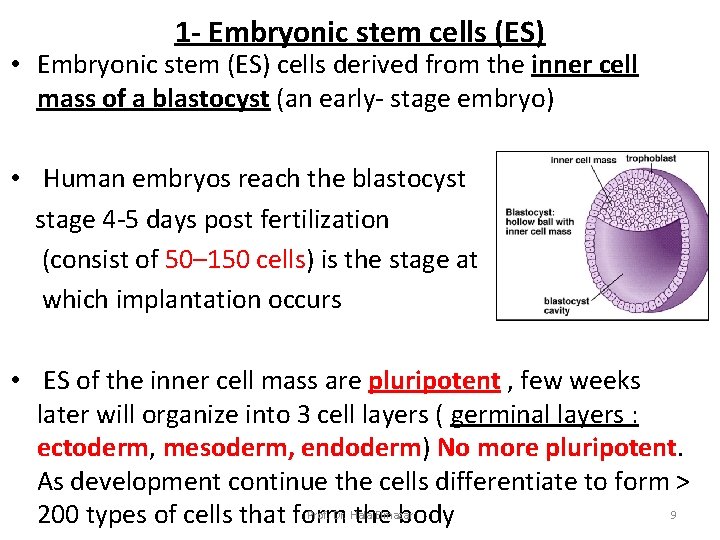 1 - Embryonic stem cells (ES) • Embryonic stem (ES) cells derived from the 1 - Embryonic stem cells (ES) • Embryonic stem (ES) cells derived from the