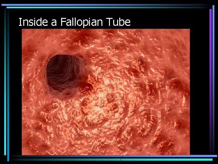 Inside a Fallopian Tube 