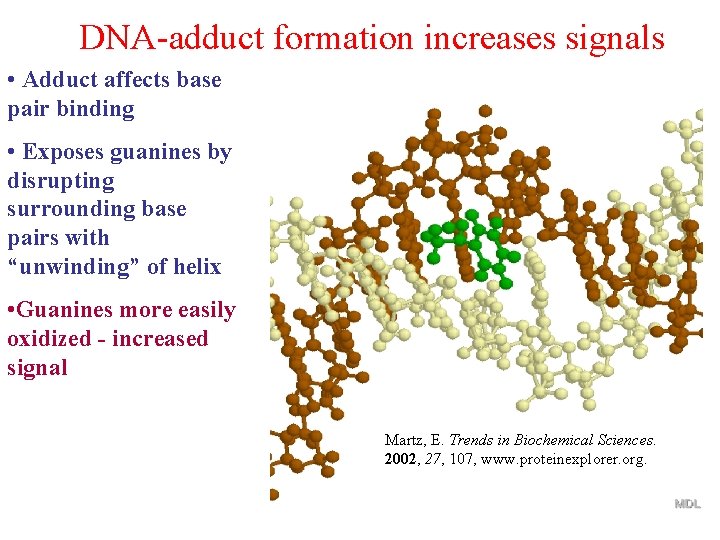 DNA-adduct formation increases signals • Adduct affects base pair binding • Exposes guanines by