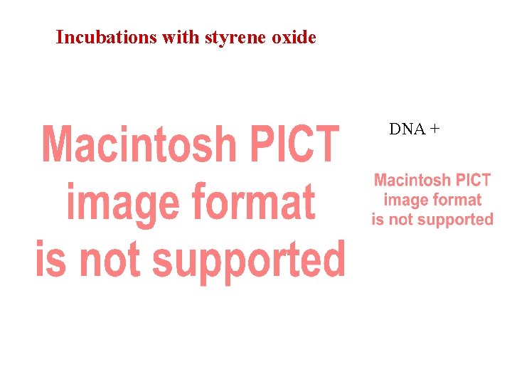 Incubations with styrene oxide DNA + 