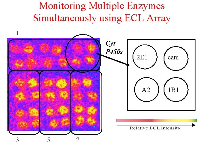 Monitoring Multiple Enzymes Simultaneously using ECL Array 1 Cyt P 450 s 3 5