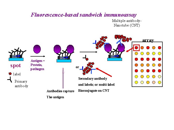 Fluorescence-based sandwich immunoassay Multiple-antibody. Nanotube (CNT) array spot Antigen = Protein, pathogen or label