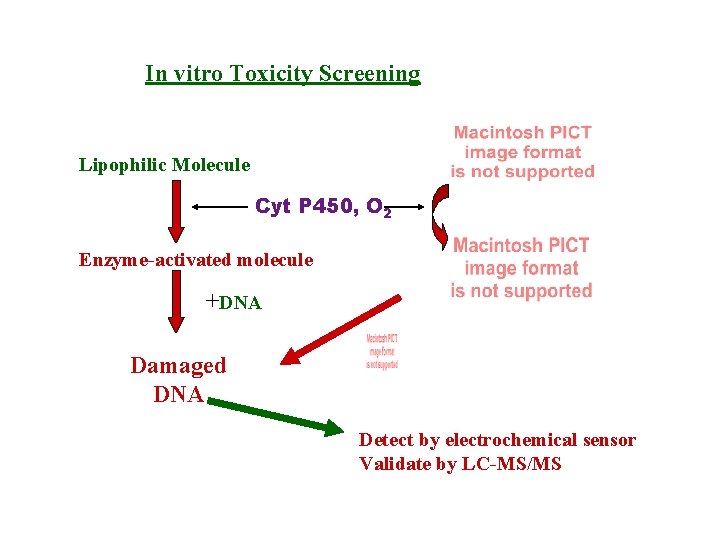 In vitro Toxicity Screening Lipophilic Molecule Cyt P 450, O 2 Enzyme-activated molecule +DNA