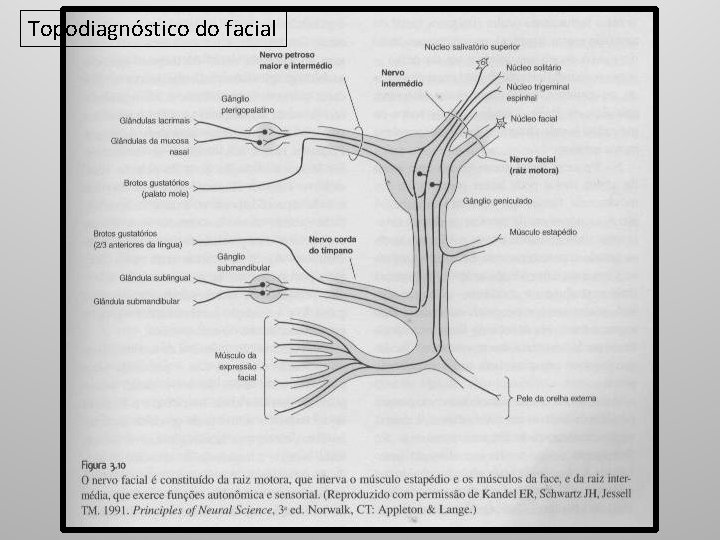 Topodiagnóstico do facial 