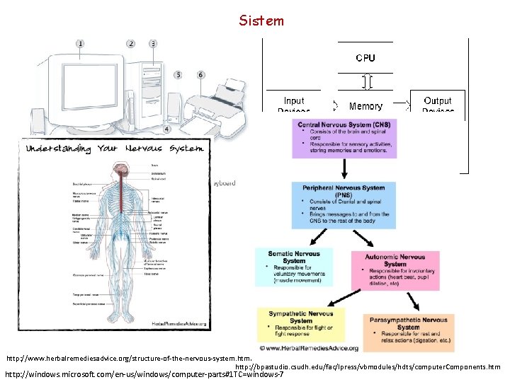 Sistem http: //www. herbalremediesadvice. org/structure-of-the-nervous-system. html http: //bpastudio. csudh. edu/fac/lpress/vbmodules/hdts/computer. Components. htm http: //windows.