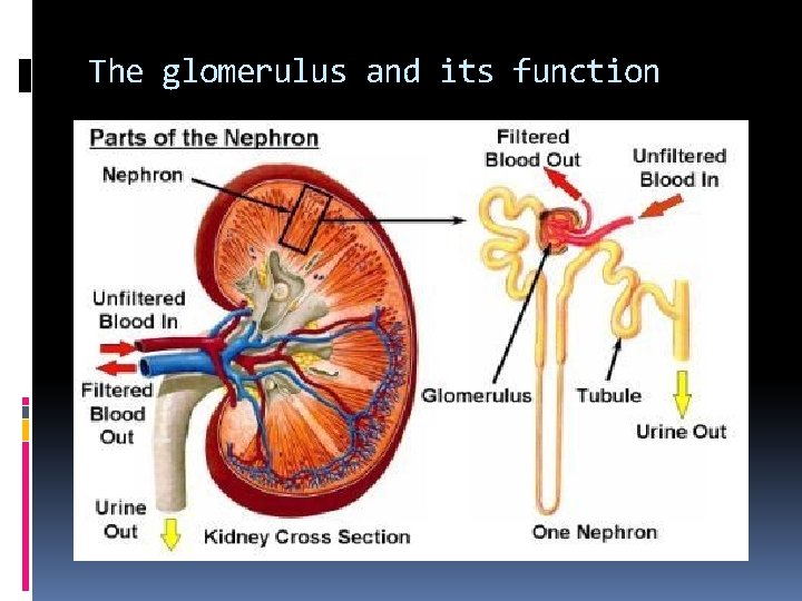 The glomerulus and its function 