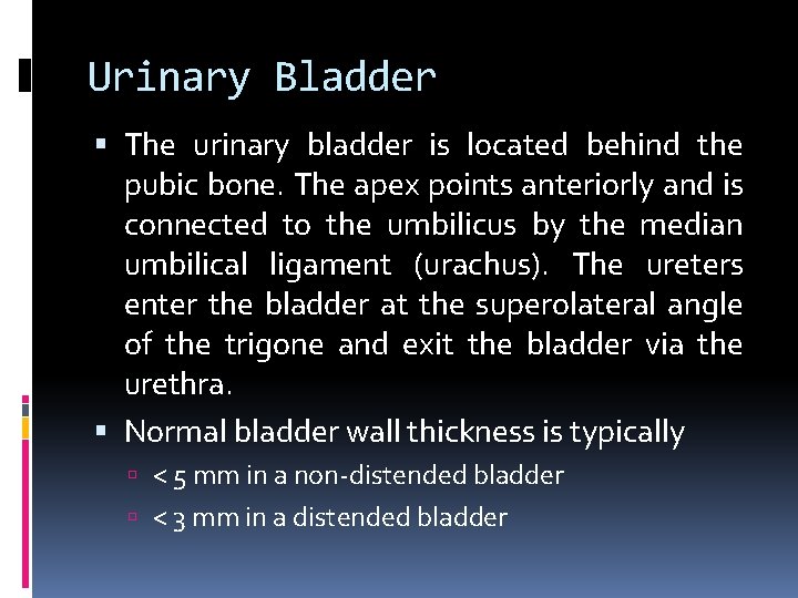 Urinary Bladder The urinary bladder is located behind the pubic bone. The apex points